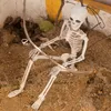 Autres fournitures de fête d'événement 36cm Les os humains réalisants Halloween Skull Squelette Décoration Modèle anatomique 230816