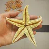 Figurine di oggetti decorativi 10-16 cm Ornamenti di stelle di stella secca naturali Sea Star Beach Shells Craft Wedding Party Home Props Decoration Accessori 230816