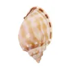 Decorative Objects Figurines 7-8cm Large Conch Shell Natural Sea Shell Conch for Fish Tank Fish House Decor Home Table Party Ornaments Crafts 230816
