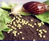 الاكتشاف العلمي 10pcslot Snails Egg Egg Hatching البيض البيض اليشم الحلزون تربية رياض الأطفال التجريبية لرياض الأطفال.