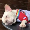Rainbow Style Dog Harnes Leases Set Fashionable Noble inomhus utomhus Hållbara husdjurskatter Katter Sele Schnauzer Persian Cat Teddy