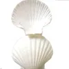 Objets décoratifs Figurines 6pcs Natural White Conch Sea Coquille de mer Blanche de pétoncle pour décoration ou cadeau 230816 pour la décoration ou cadeau 230816