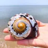 Dekorative Objekte Figuren 7-9 cm natürliche südafrikanische Schnecke Pearly Screw Conch Shells Koralle Sammlerstücke mediterrane Aquarium-Ornamente Seegelung 230816