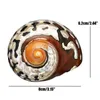 Dekorative Objekte Figuren 7-9 cm natürliche südafrikanische Schnecke Pearly Screw Conch Shells Koralle Sammlerstücke mediterrane Aquarium-Ornamente Seegelung 230816