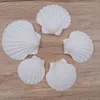 Objets décoratifs Figurines 6pcs Natural White Conch Sea Coquille de mer Blanche de pétoncle pour décoration ou cadeau 230816 pour la décoration ou cadeau 230816