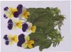 Dekorativa blommor 6 - 11 cm Real Pressed Dried Pansy för harts smycken hängande armband som gör telefonfodral konst och hantverk diy scen