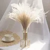 Decorative Flowers 10g 10-15cm Mini Natural Gypsophila Dried Pampas Grass Dry Home Pography Po Backdrop Decor