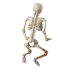 Autres fournitures de fête d'événement 36cm Les os humains réalisants Halloween Skull Squelette Décoration Modèle anatomique 230816