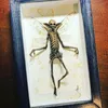 Decorative Objects Figurines Gothic home decor Mummified fairy Fairy skeleton Witchy specimen Statue Picture Frames Display Painting 2023 230816