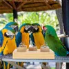 Andere Vogelversorgungen Papageien Training Spielzeug Interaktive Cockatiel Sleakeet Haushaltsholz Conure Supply