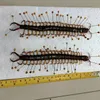 Objets décoratifs figurines réel mille-pattes insectes spécimens de coléoptère