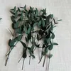 Dekoratif Çiçek Çelenkleri 12 PCS/10 ~ 20 cm Gerçek Doğal Küçük Kurutulmuş Yapraklar Şubeler Korunmuş Okaliptüs Tenuifolia DIY Mum Yapma Reçine HKD230818