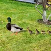 Garden Decorations Acrylic Duck Stakes 5Pcs/Set Chic Cute Duckling Animal Figure Outdoor Lawn Poultry Insert Art Signs Decor