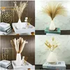 Gedroogde bloemen 100 stcs Pampas Grass Premium Bouquet Boho Home Decor Dry Flower Eucalyptus Leaf Small Reed Wedding Decoration Arrangement 230818