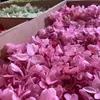 装飾的な花100gグレードb木製アジサイは永遠に乾燥保存されたバレンタインデーマザーディーギフト