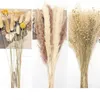 Flores secas 100 piezas Pampas Grass Premium Bouquet Boho Home Decor Flor seca Hoja de eucalipto Caña pequeña Decoración de boda Arreglo 230818