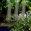 Dekorativa blommor DIY Micro Landscape Materials Hanging Moss Micro-Landscape Decor bevarad bonsai