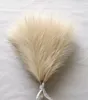 Dekorativa blommor kransar faux pampas gräs beige 10st små konstgjorda pompas dekor för vas falska fluffy blommor hem bröllop boho 230822