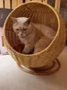 Rattan Cat Nest Cat Starking Summer Treatable Net Red Cat Nest Nest Abt Nest Four Seasons