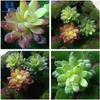 Flores decorativas nuonuowell 3 Mini suculentas artificiais de cores planta geme lotus jardim em miniatura falsa floral bulrush 1pc