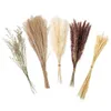 Dekorativa blommor 70st DIY Craft Flower Gunch Wedding Dust Reed Tails Artificial Pampas Grass Home Party Plant Stems Natural Torked