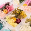 Köp 4 få 1Free Natural Dried Flowers Diy Material Torkade blommor Dekorativa tillbehör Set Torkat handgjorda material HKD230825