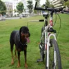 Hundehalsbänder LEEDOAR 2023 Style Pet Products Freihändige Fahrradtrainer-Fahrradleine zum Joggen Spazierengehen Alles umweltfreundlich bestückt