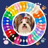 Kattdräkter färgglada hund bowknot husdjur hår bågar dekorera fast färg med gummiband för små hundar valp huvudkläder tillbehör 230825