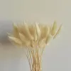 Flores decorativas 50cm grama de cauda seca natural para casa decoração de casamento flor lagurus ovatus adereços reais