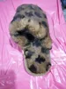 2024 Designer Luxury Fur Pantofole Moda Donna Slide Fluffy Peluche ACCOGLIENTE PIATTO COMFORT ZOCCOLO Mulo Fiori piatti Pantofola calda Scarpe casual Muli Sandalo invernale Scuffs