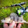 Akcesoria rybackie Tsurinoya 187G Ultra Light Spinning Reel Ranger 2000s 2500s 3000s Płytka szpula długa odlewka morska koło basowe 230825