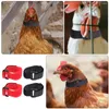 Colliers pour chiens, 4 pièces, sangle de cou, coq, sans corbeau, bruit de ferme, anneaux en plastique, ceinture de poulet