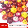 Decorative Flowers Wreaths 100pcs Natural Dried Flower Daisy Dry Straw Chrysanthemum Heads Decorative DIY Candle Home Wedding Decor For All Kinds of Crafts 230828