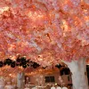 Fiori artificiali di fiori di ciliegio Simulazione di stelo lungo Rami di Sakura Fiore per la decorazione domestica della festa nuziale 829