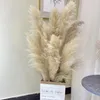 Dekorativa blommor grossist boho bröllopsdekor 80 cm stor plommon torr fluffig pampas gräs naturlig verklig bevarad blommor fleur seches mariage