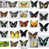 Decorative Objects Figurines 10Pcs Natural Real Natural Unmounted Butterfly Specimen Artwork Material Colorful Mixed Le Papillon Home Decoration DIY 230830