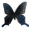 Decorative Objects Figurines 5pcs Real Butterfly Specimens Ornaments Handmade Insect Specimens Decorations Student Gift Wings Home Decorati 230830