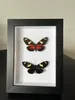 Objets décoratifs Figurines papillon spécimen réel spécimen de papillon po cadre artisanat / spécimen de papillon œuvre d'art matériel décor 230830