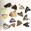 الأشياء الزخرفية التماثيل 10pcs عينات الفراشة الحقيقية دون نشر أجنحة DIY ممارسة ممارسة المواد 230830