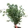 Fleurs décoratives Feuilles d'eucalyptus sèches naturelles préservées plantes en dollars d'argent pour arrangement floral bouquet de mariage décor de pièce maîtresse