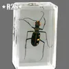 Decorative Objects Figurines 12 Pcs a lot Insect in Resin Specimen Bugs Collection Paperweights Arachnid Resin Spec decoration home accessories in random 230830