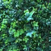Decorative Flowers Sunscreen Plant Wall Sweet Potato Leaf Lawn Decoration Home Protection Wedding
