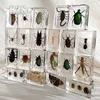 Decorative Objects Figurines 12 Pcs a lot Insect in Resin Specimen Bugs Collection Paperweights Arachnid Resin Spec decoration home accessories in random 230830