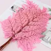 Decorative Flowers Natural Preserved Flower Fern Leaves Floral Dried For Wedding Decoration Material Pography Prop Home Indoor Decor