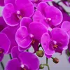 Dekorativa blommor 3st 9 huvuden konstgjorda vita orkidéer verkliga beröring phalaenopsis hög faux blomma för hemfest bröllopsträdgård dekoration