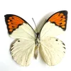 장식용 물체 인형 5pcs 실제 나비 표본 장식 장신구 수제 곤충 표본 장식 학생 선물 날개 홈 Decorati 230830