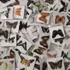 Decorative Objects Figurines 10Pcs Natural Real Natural Unmounted Butterfly Specimen Artwork Material Colorful Mixed Le Papillon Home Decoration DIY 230830