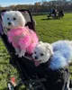 Odzież dla psów kolorowy szum projektant ubrania pies mały pies kota luksusowy sweter Schnauzer Yorkie pudle futra 230301