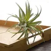 Fleurs décoratives 8Pack Artificielle Ananas Herbe Air Plantes Faux Faux Flocage Tillandsia Broméliacées Maison Jardin Décor