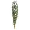 Fleurs décoratives Feuilles d'eucalyptus naturelles Accessoires Arrangement floral Fleur séchée Real Palnt Branches Tiges Mariage Home Decor Party Supply